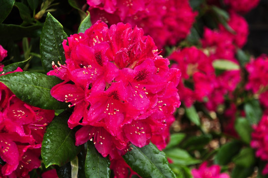 雨中杜鹃花