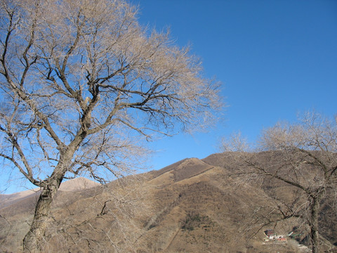 远山与近树