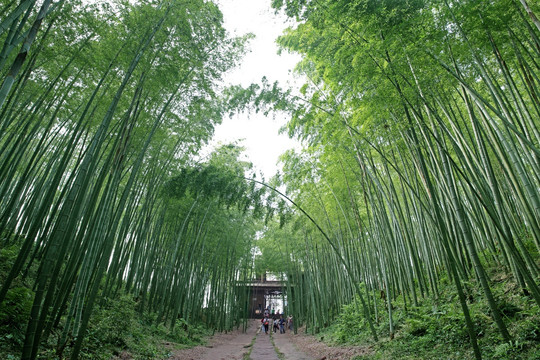 竹林小路