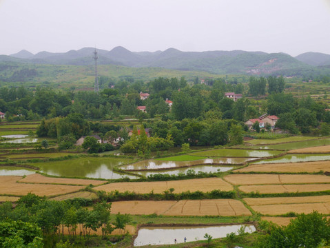 麦田