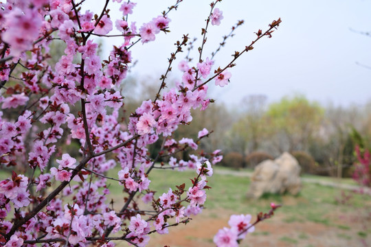 樱花  樱花园