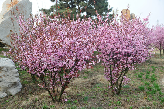 樱花树  樱花园