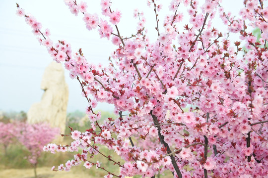 樱花 樱花园