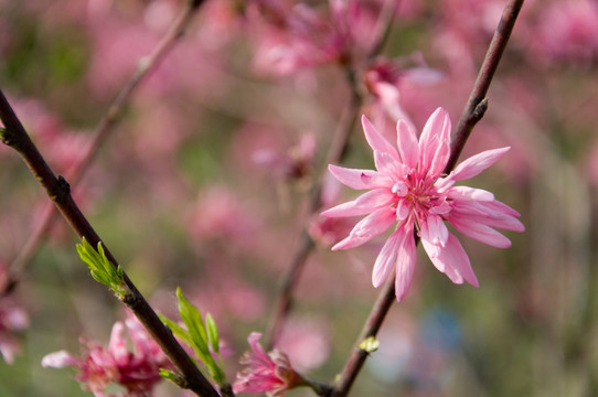 菊花桃