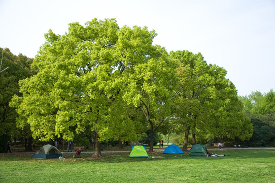公园帐篷活动