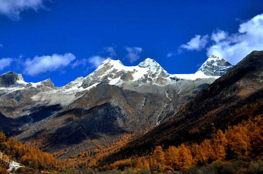 四姑娘山 金秋 雪山 红叶