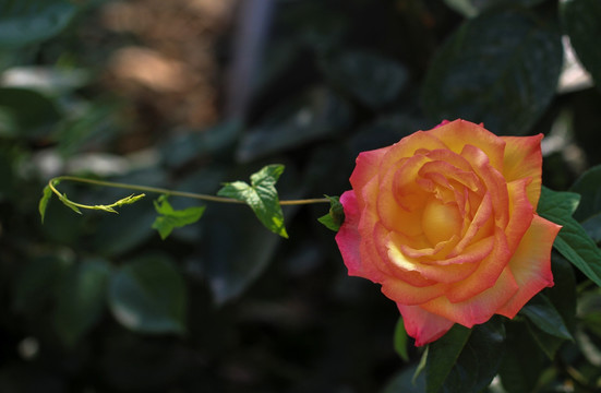 玫瑰花