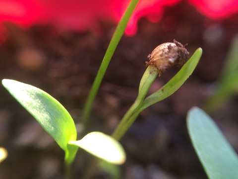 植物蔬菜