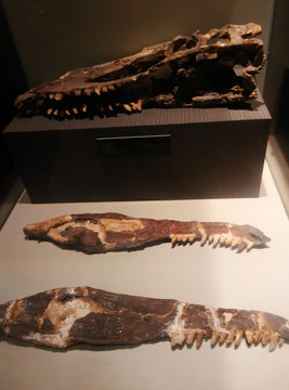 化石 恐龙 博物馆 远古时期