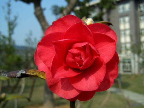 大红花 花型饱满