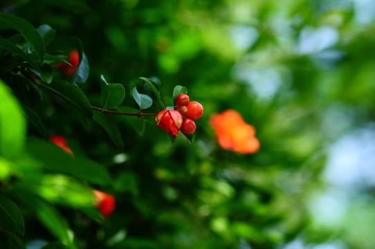 石榴花开