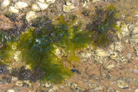 海洋藻类 野生紫菜