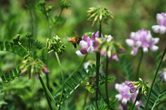 花 野豌豆 豌豆花