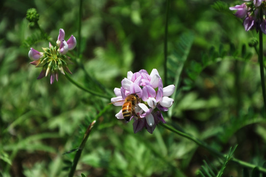 花 野豌豆 豌豆花