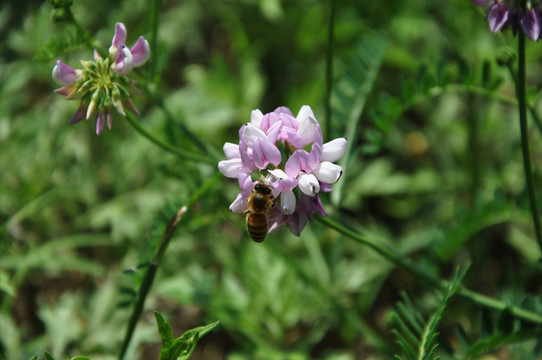 花 野豌豆 豌豆花