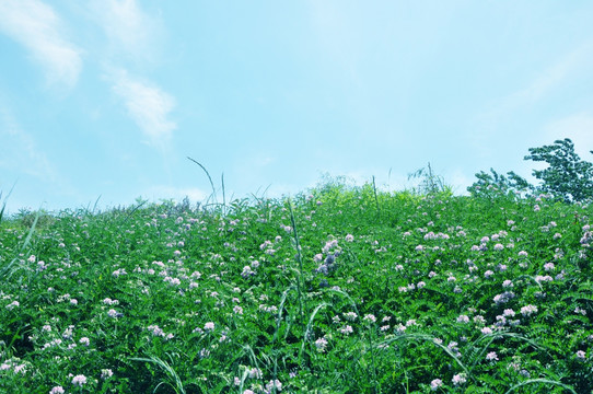 花 田园风光