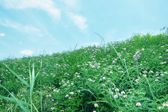 花 田园风光