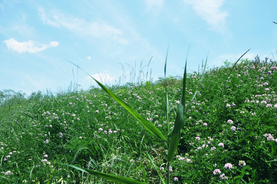 花 田园风光