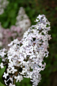 丁香花 春天 花 花卉 花朵