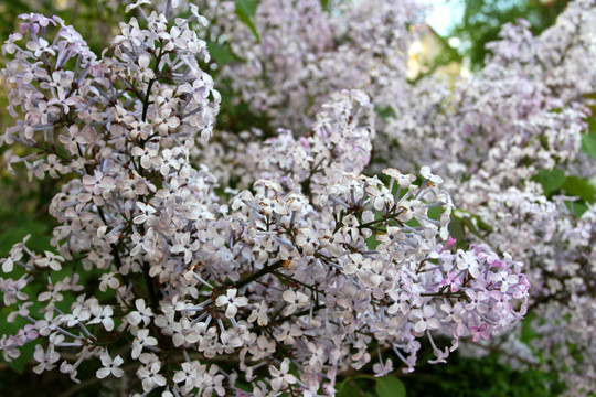 丁香花 春天 花 花卉 花朵