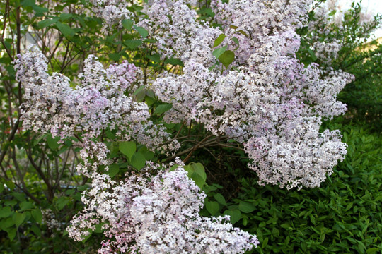 丁香花 春天 花 花卉 花朵