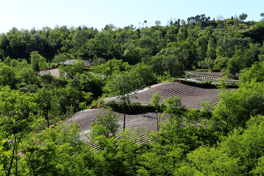 田园风