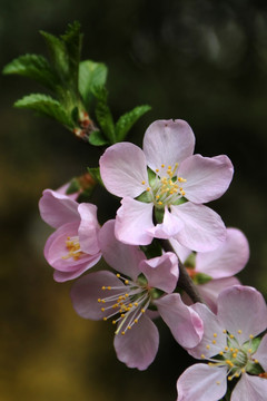 绿叶桃花