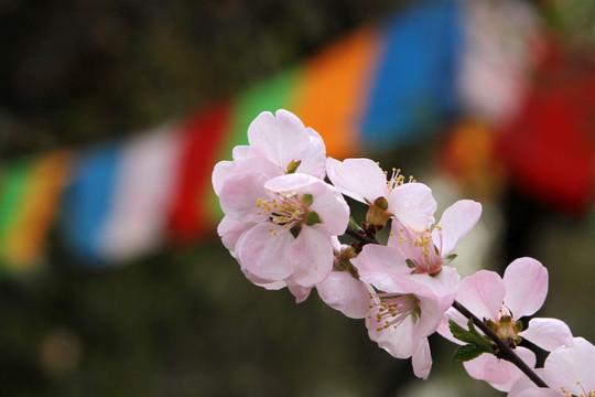 桃花和经幡