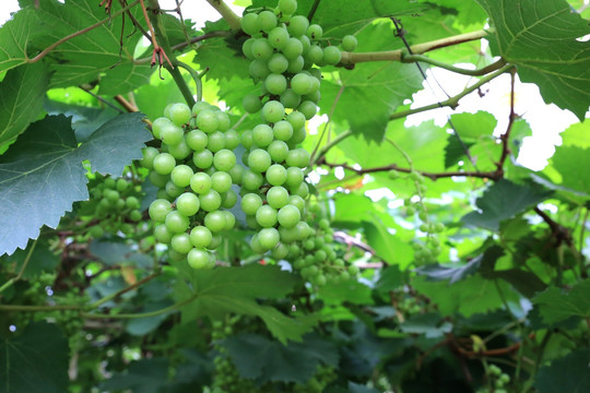 葡萄 果园 提子 植物 采摘