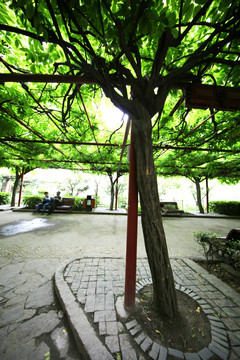 上海紫藤公园