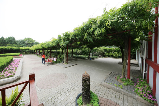 上海紫藤公园