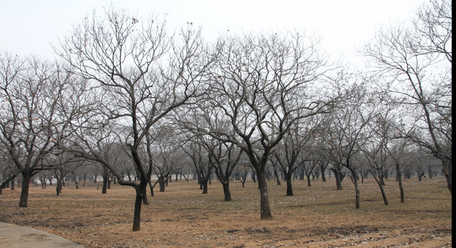 冬季板栗树素材