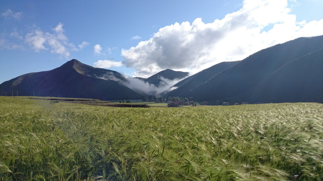 高山边青稞田