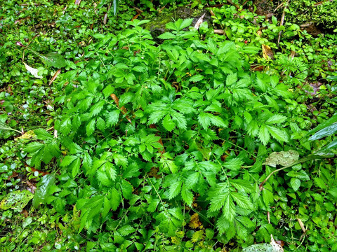 西洋龙芽草野外中草药植株