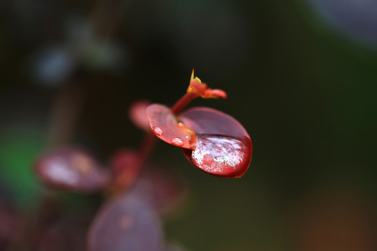 花卉