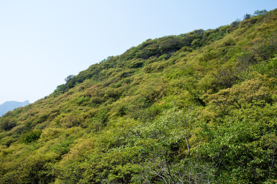 青山绿树