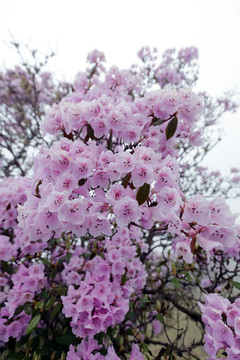 马耳山杜鹃花