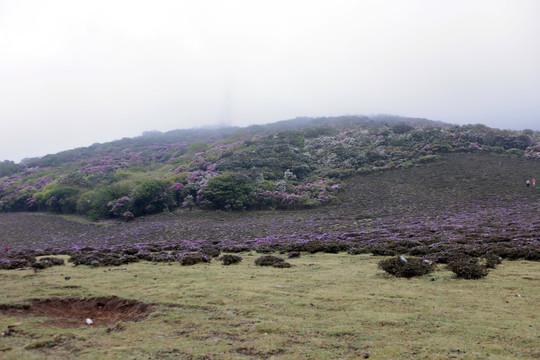 马耳山杜鹃花