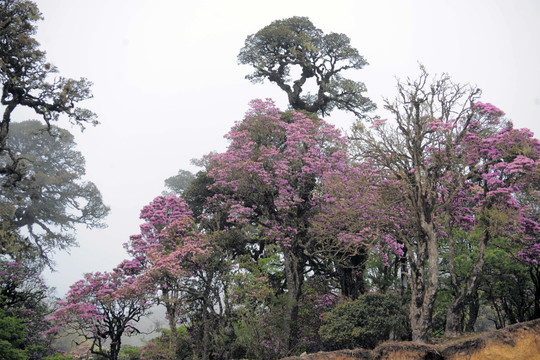 马耳山杜鹃花