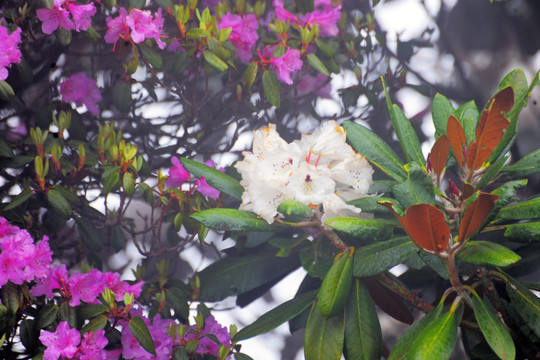 马耳山杜鹃花