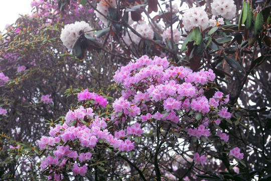 马耳山杜鹃花