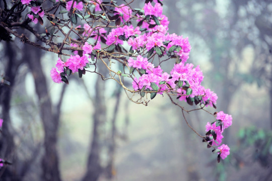 马耳山杜鹃花