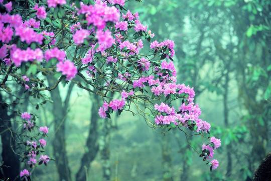 马耳山杜鹃花