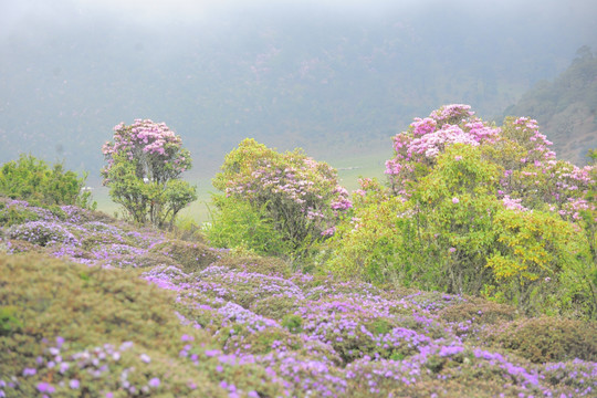 马耳山杜鹃花