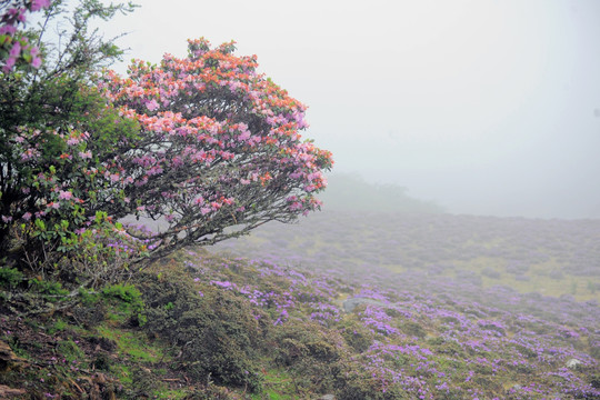 马耳山杜鹃花