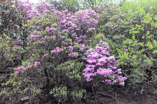 马耳山杜鹃花