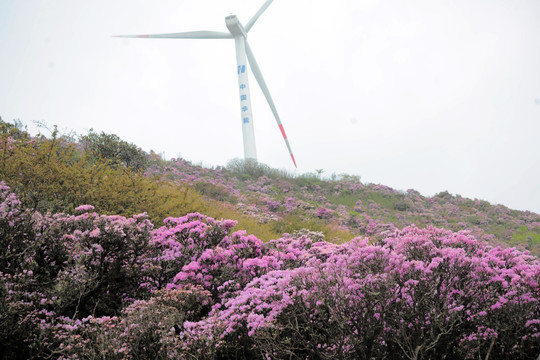 马耳山杜鹃花