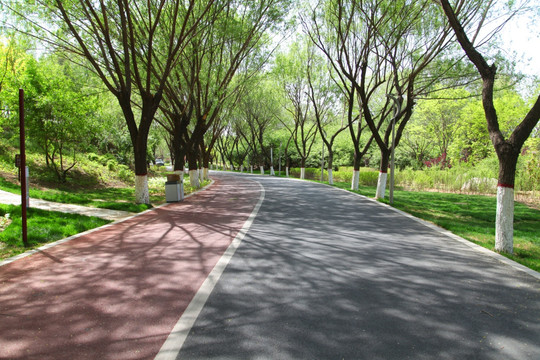 林荫道 道路 景区