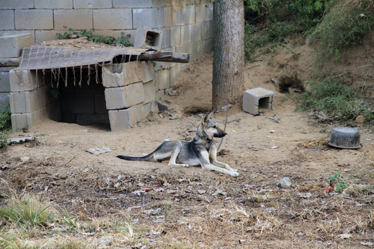 家犬