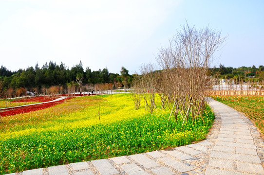 油菜花海